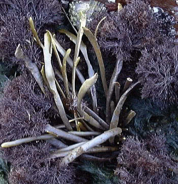 Severely damaged frond